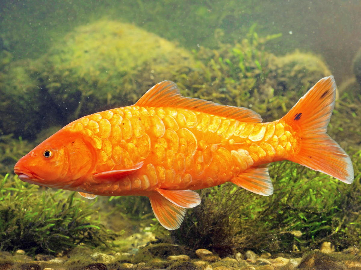 Koi Brokatkarpfen mit spiegelnden Schuppen.