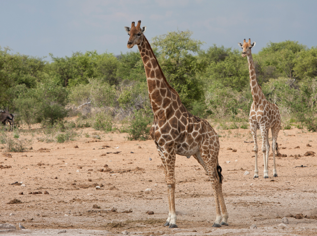 Giraffen im Etosha Nationalpark