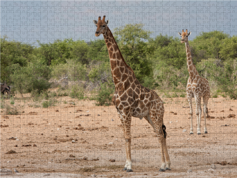 Giraffen im Etosha Nationalpark