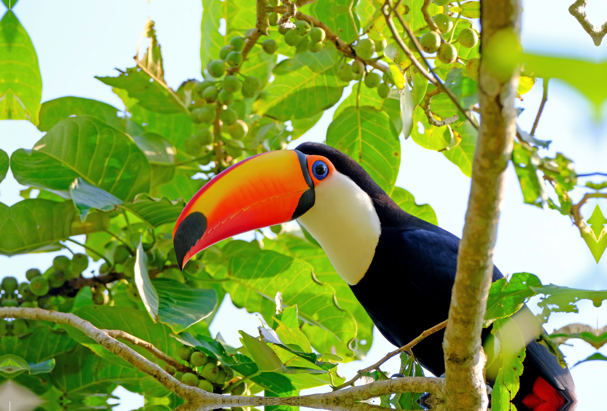 Riesentukan (Ramphastos Toco)