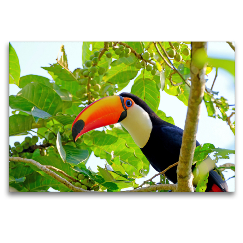 Riesentukan (Ramphastos Toco)