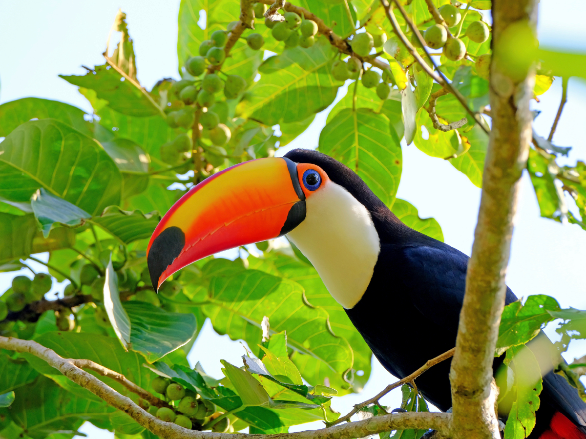 Riesentukan (Ramphastos Toco)