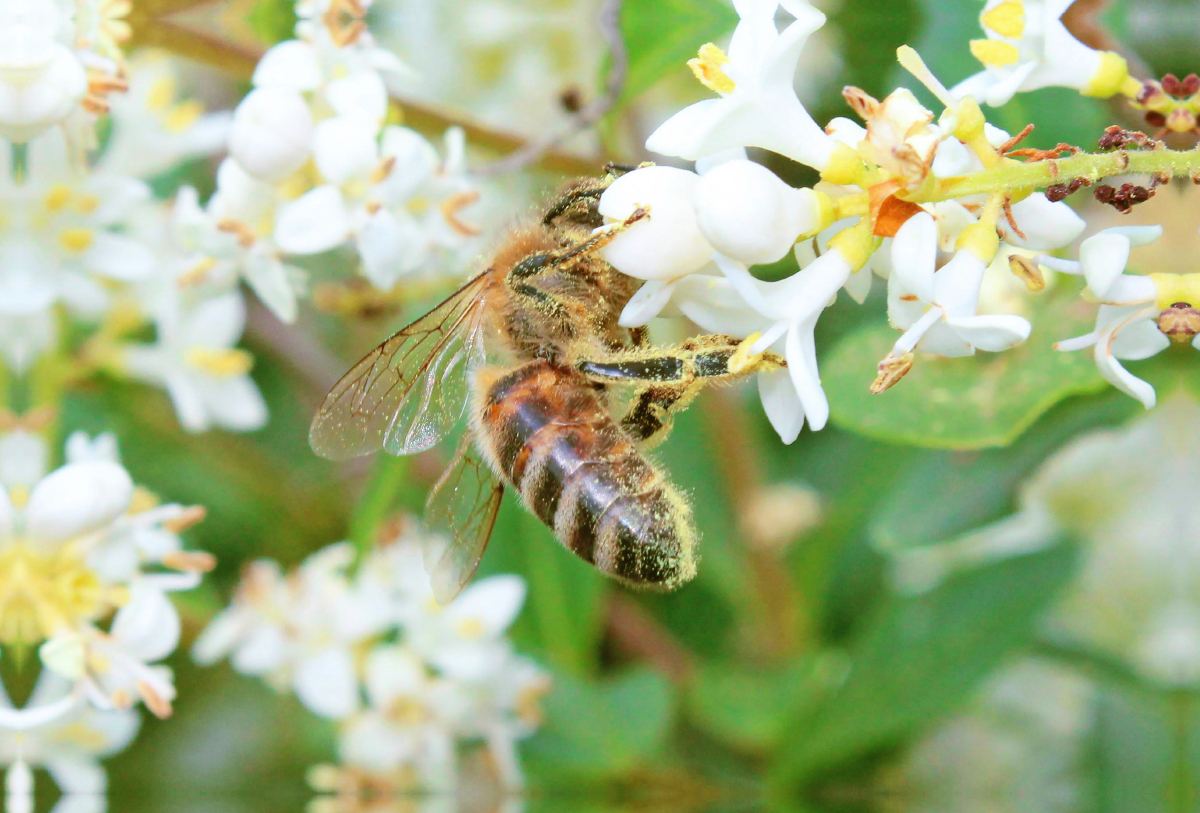 Honig-Biene ist über und über mit Blütenstaub bedeckt.