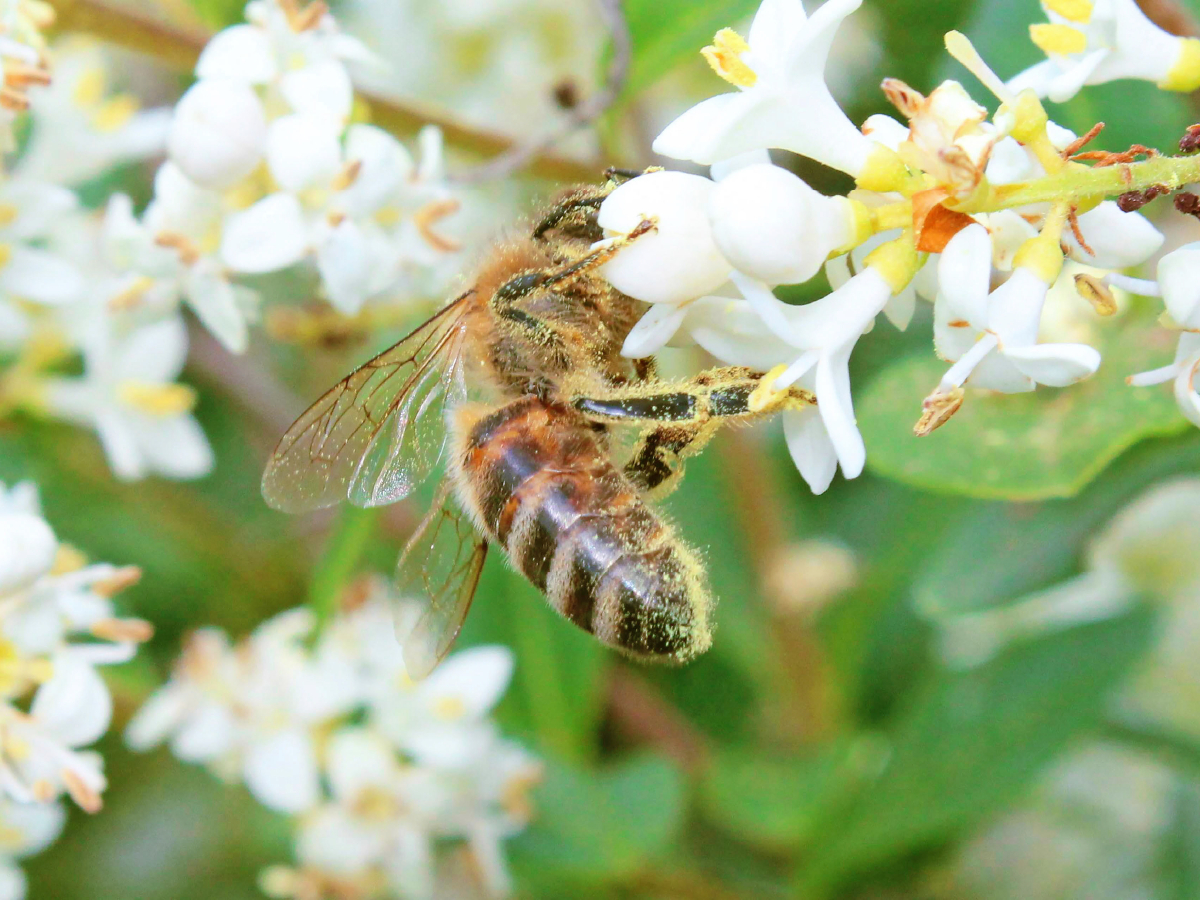 Honig-Biene ist über und über mit Blütenstaub bedeckt.