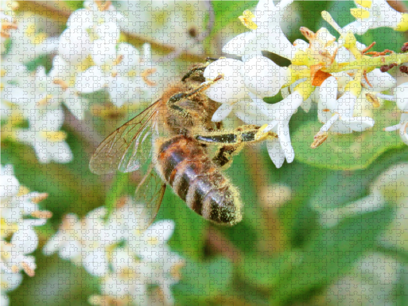 Honig-Biene ist über und über mit Blütenstaub bedeckt.