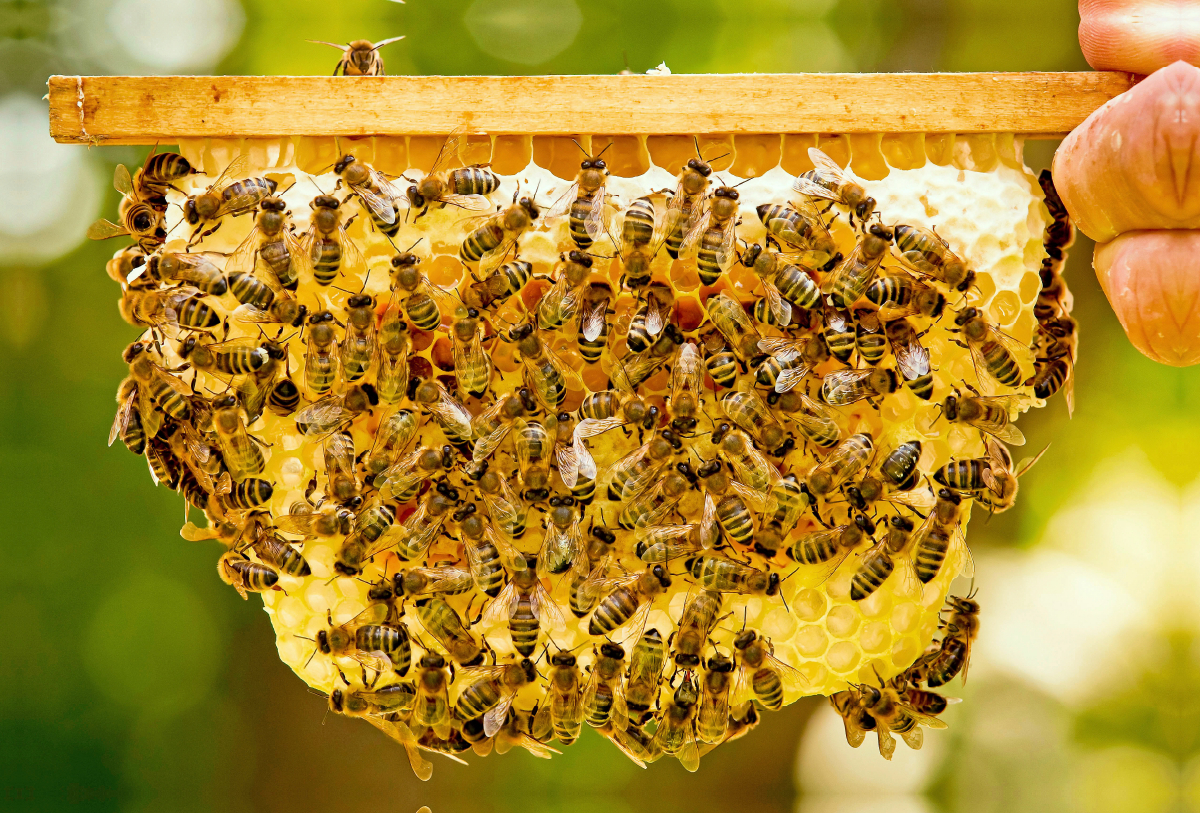 Imker zeigt eine seiner Bienenwaben mit vielen Honigbienen.