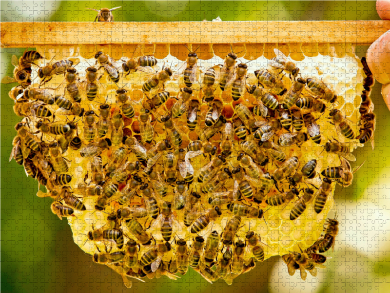 Imker zeigt eine seiner Bienenwaben mit vielen Honigbienen.