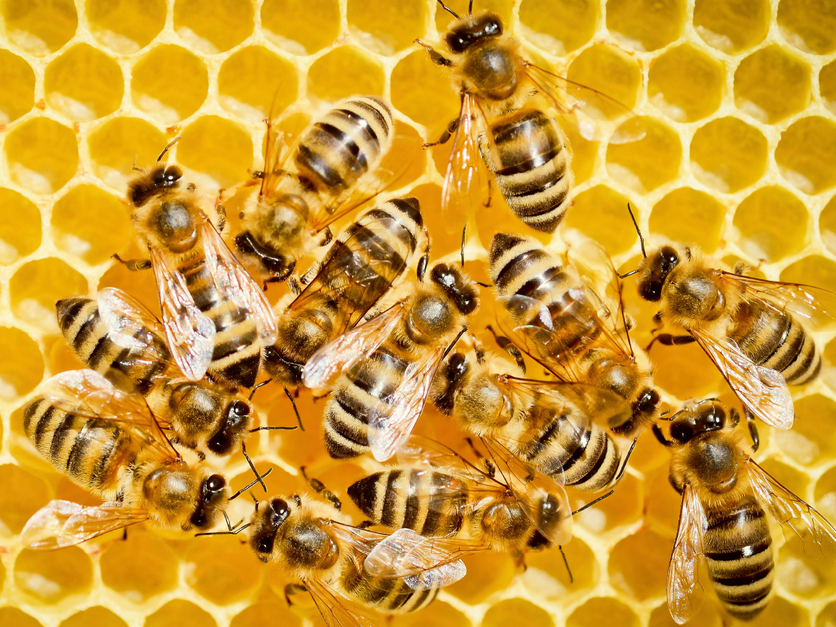 Honigbienen auf einer frisch aufgebauten Wabe.