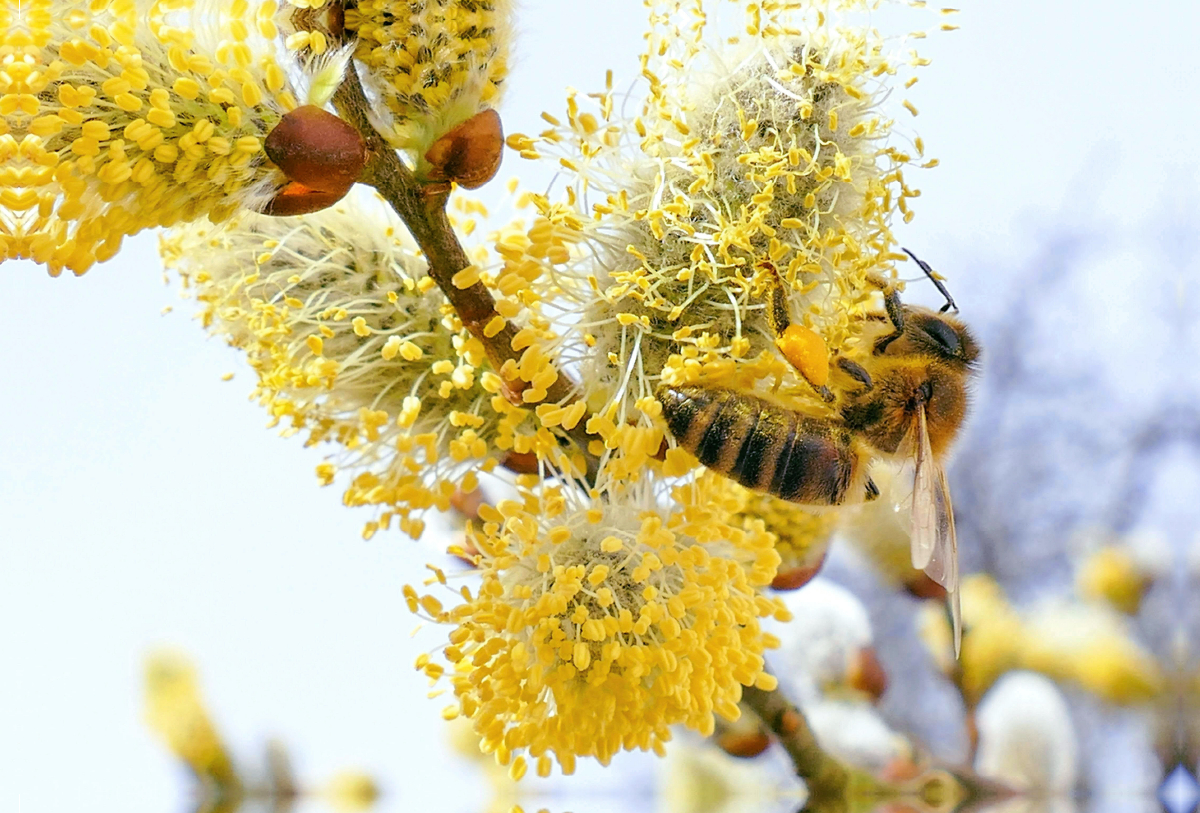 Frühlingsbote - Honigbiene beim Bestäuben eines Weidenkätzchens.