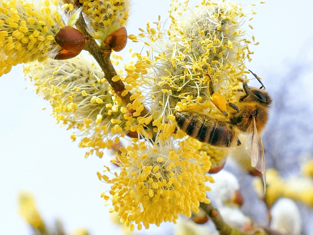 Frühlingsbote - Honigbiene beim Bestäuben eines Weidenkätzchens.