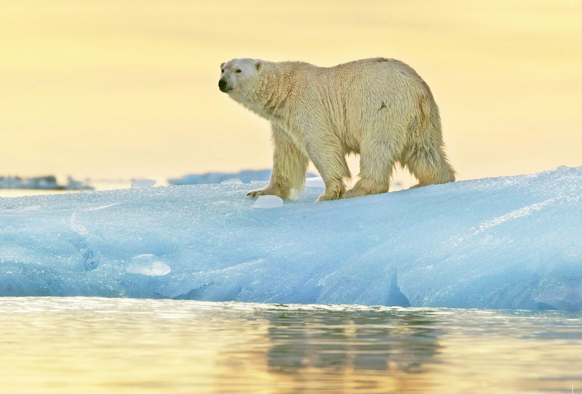 Prächtiger Eisbär vor einem leuchtenden Sonnenuntergang.