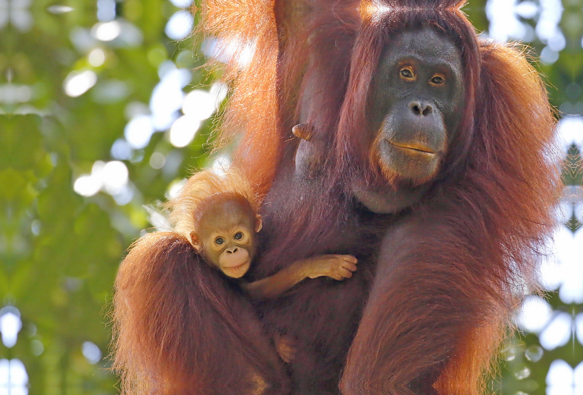 Ein Motiv aus dem Kalender Waldmenschen - Orang Utans auf Borneo