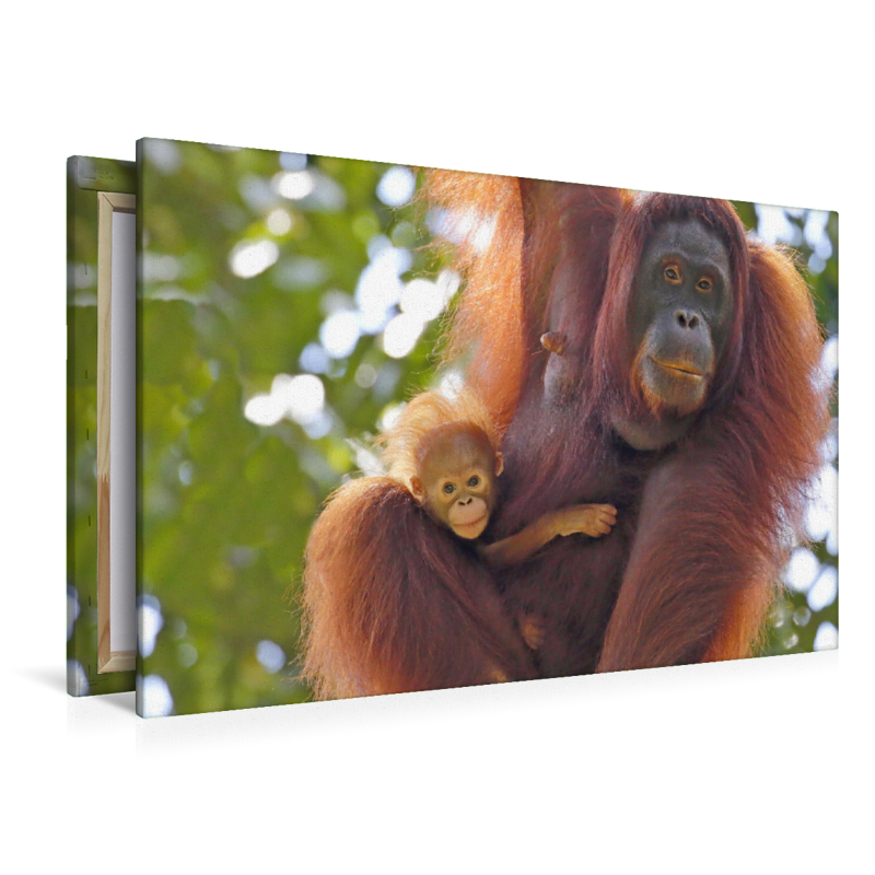 Ein Motiv aus dem Kalender Waldmenschen - Orang Utans auf Borneo