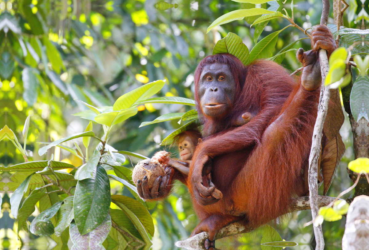 Ein Motiv aus dem Kalender Waldmenschen - Orang Utans auf Borneo