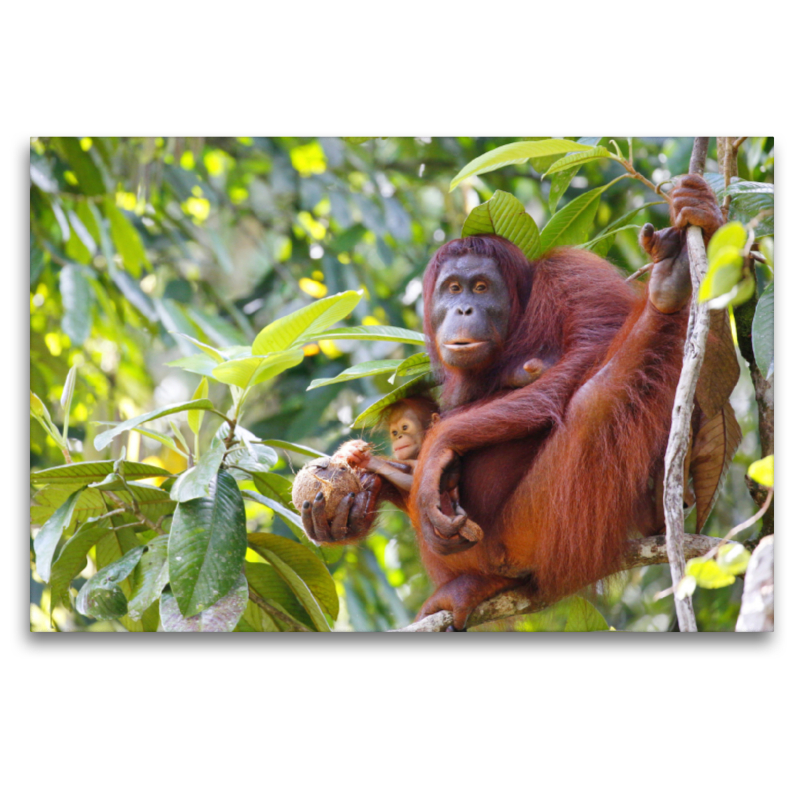 Ein Motiv aus dem Kalender Waldmenschen - Orang Utans auf Borneo