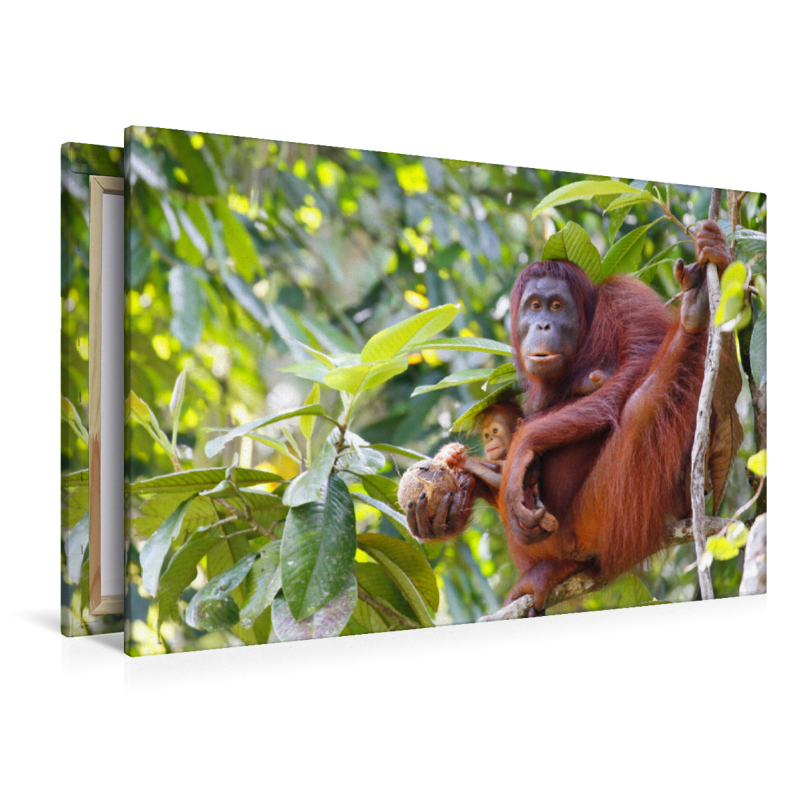 Ein Motiv aus dem Kalender Waldmenschen - Orang Utans auf Borneo