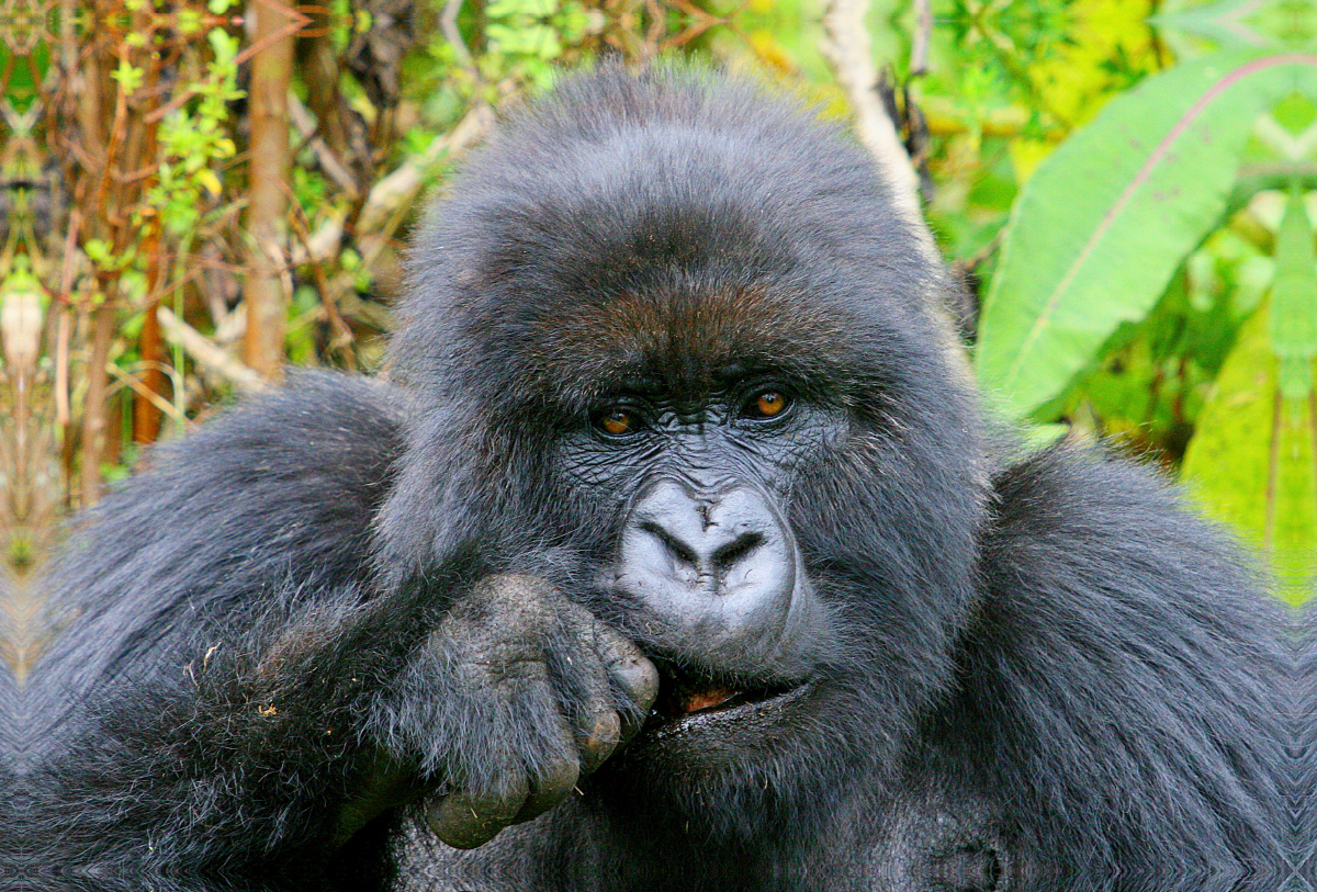 Fressende Berggorilla-Dame, Ruanda