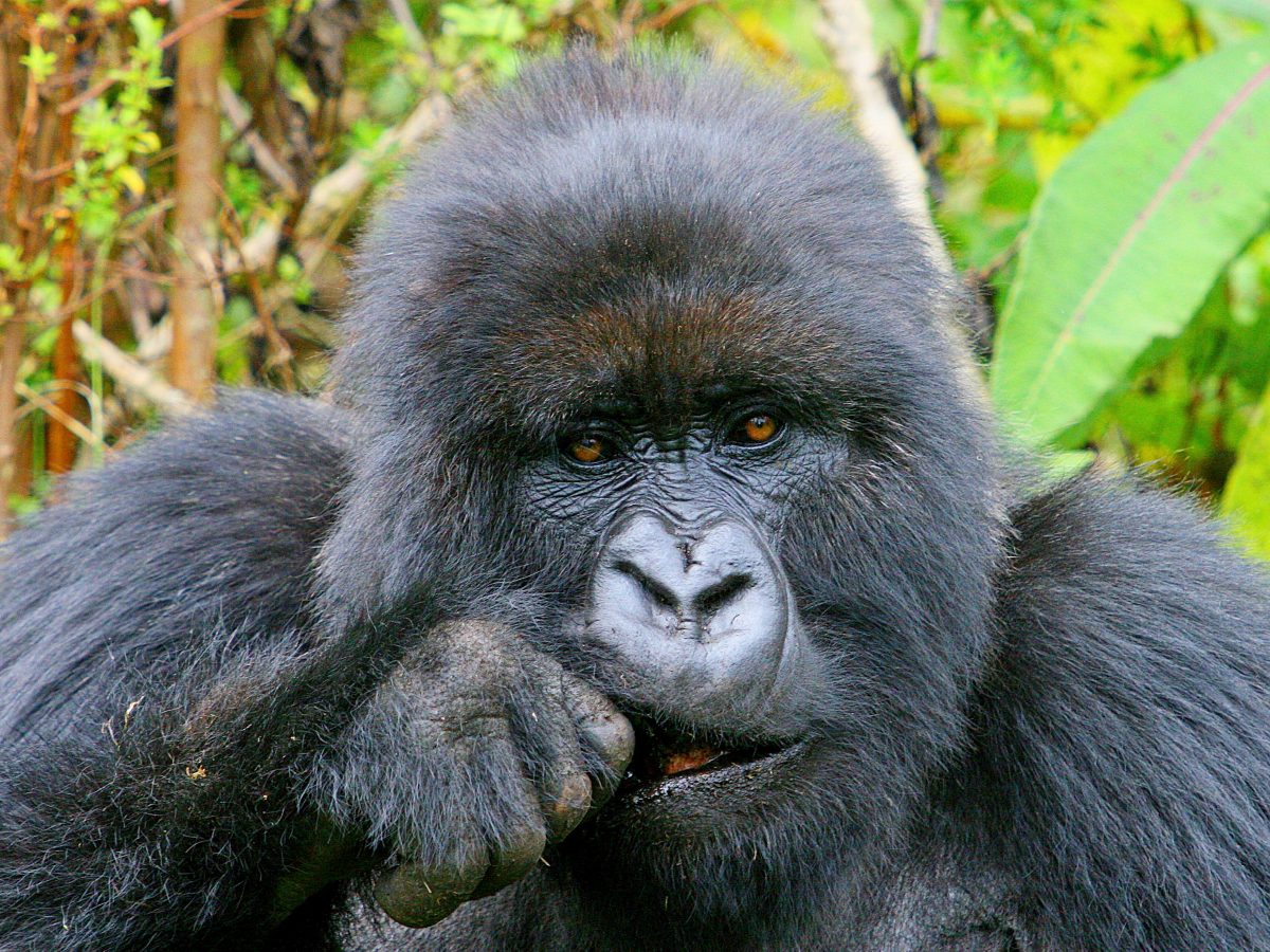 Fressende Berggorilla-Dame, Ruanda