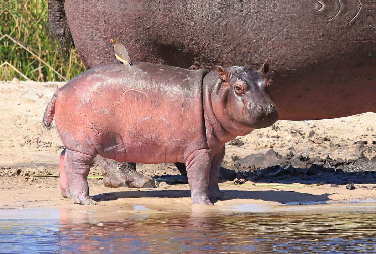 Buffalo Core Area, Caprivi, Namibia