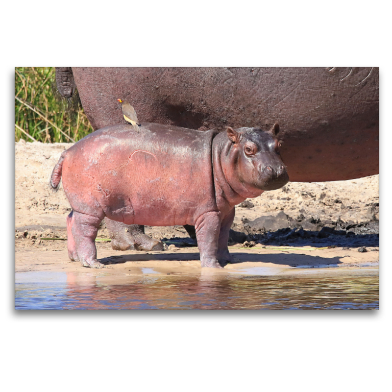 Buffalo Core Area, Caprivi, Namibia