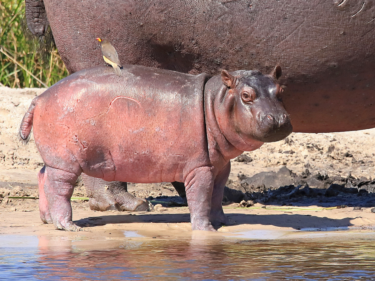 Buffalo Core Area, Caprivi, Namibia