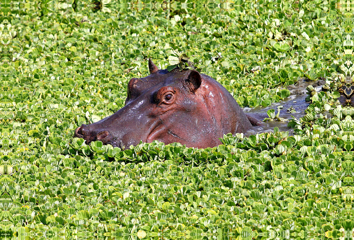 Masai Mara, Kenia