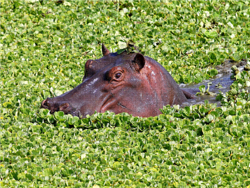 Masai Mara, Kenia