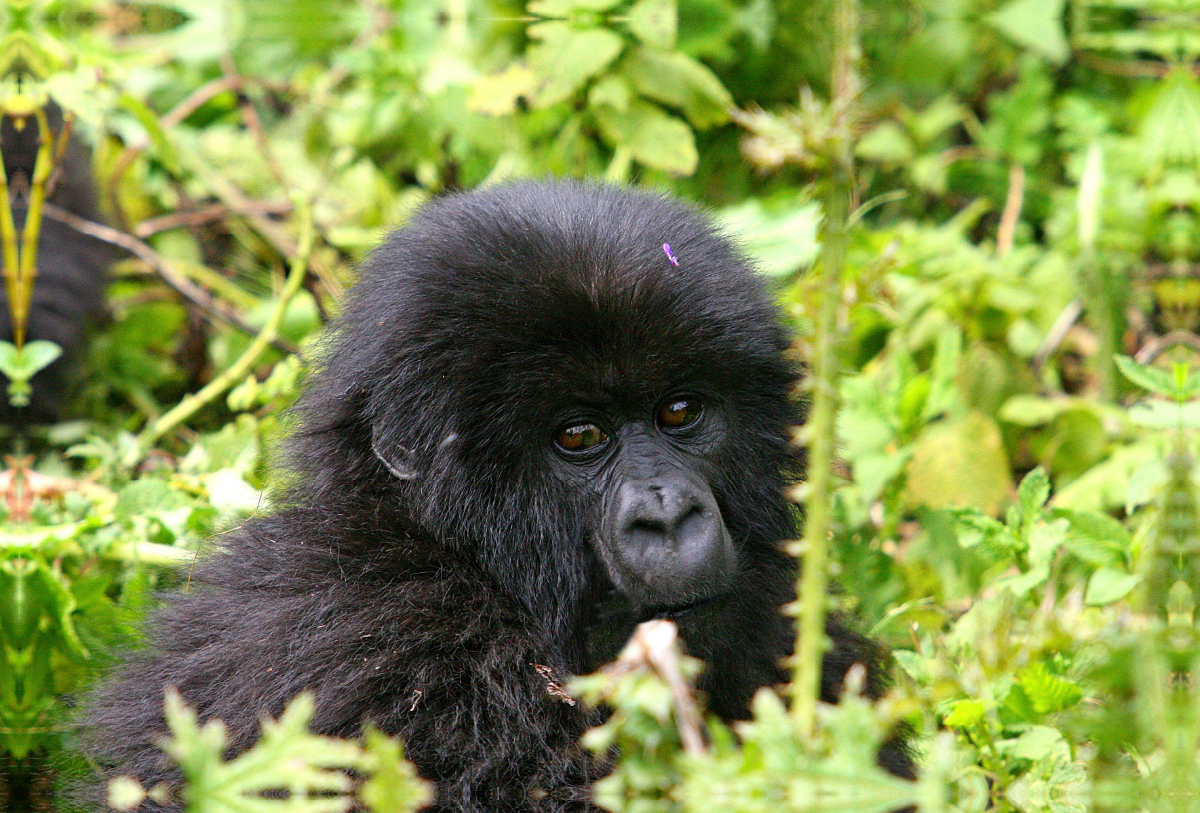 Berggorilla in Ruanda