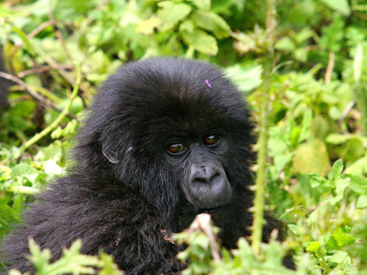 Berggorilla in Ruanda