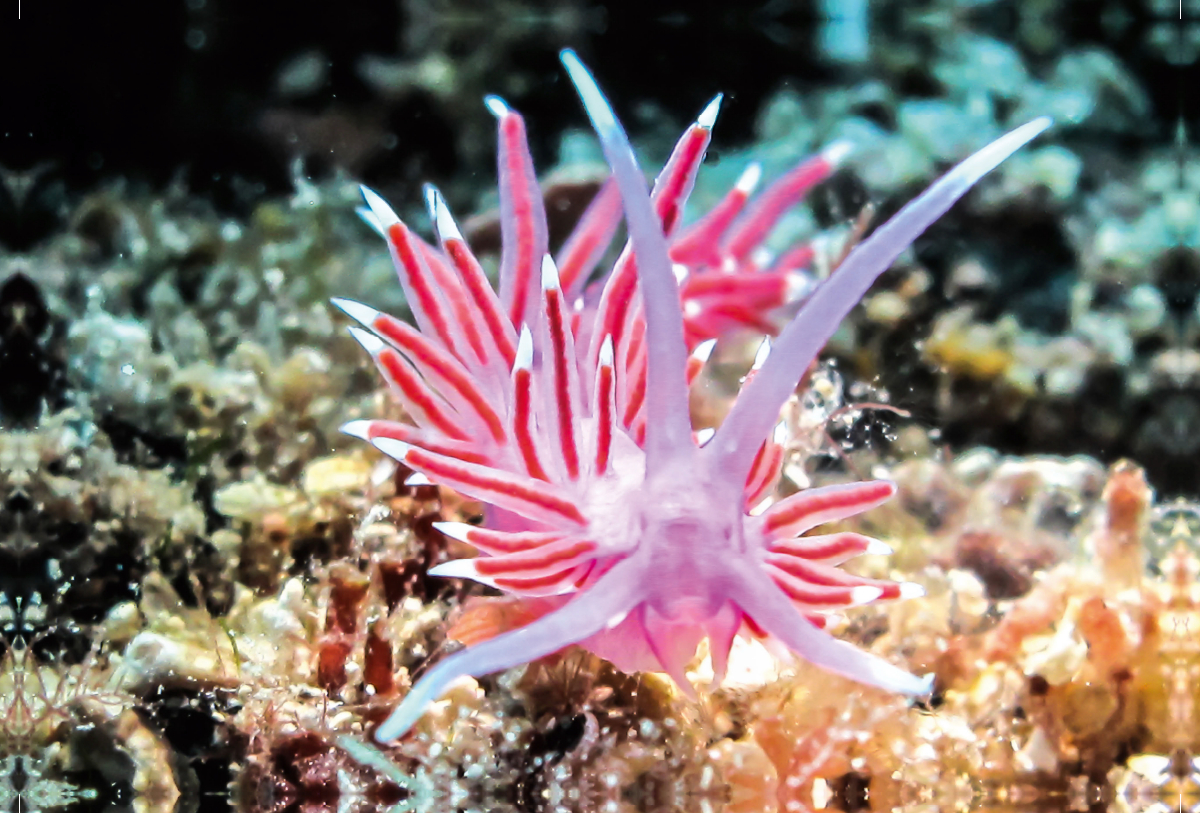 Flabellina Pedata