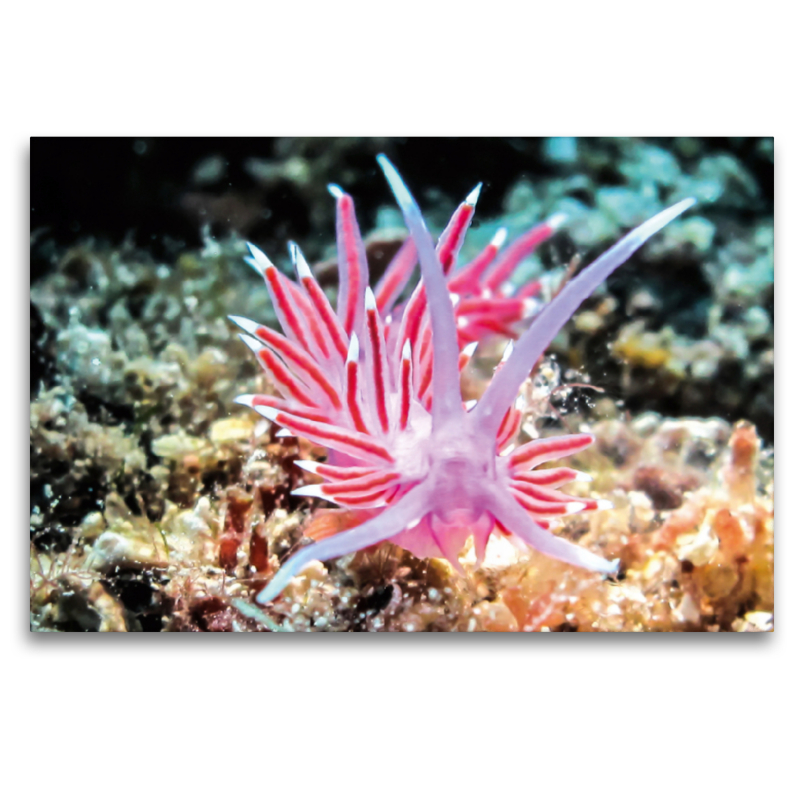 Flabellina Pedata