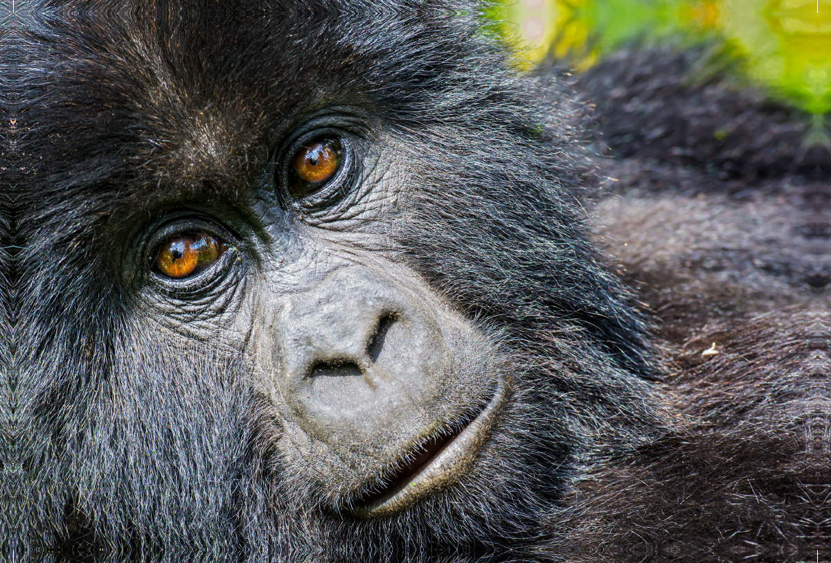 Junger Berggorilla (gorilla beringei beringei) , Ruanda