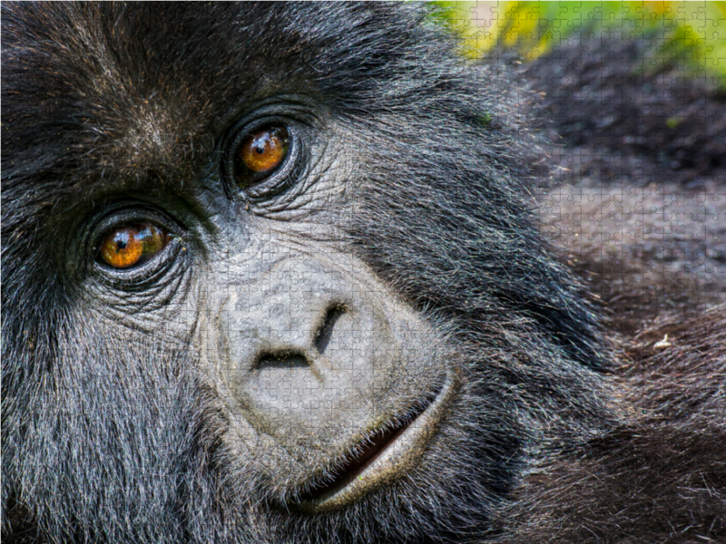 Junger Berggorilla (gorilla beringei beringei) , Ruanda