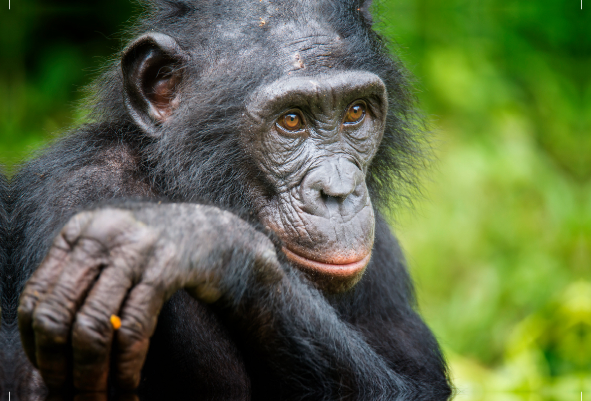 Bonobo (Pan paniscus), DR Kongo