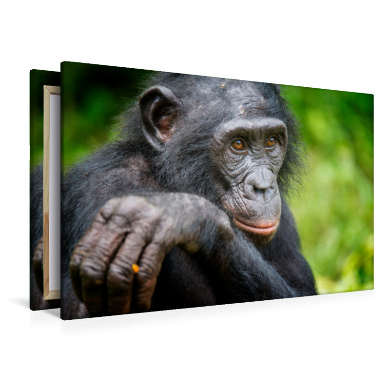 Bonobo (Pan paniscus), DR Kongo