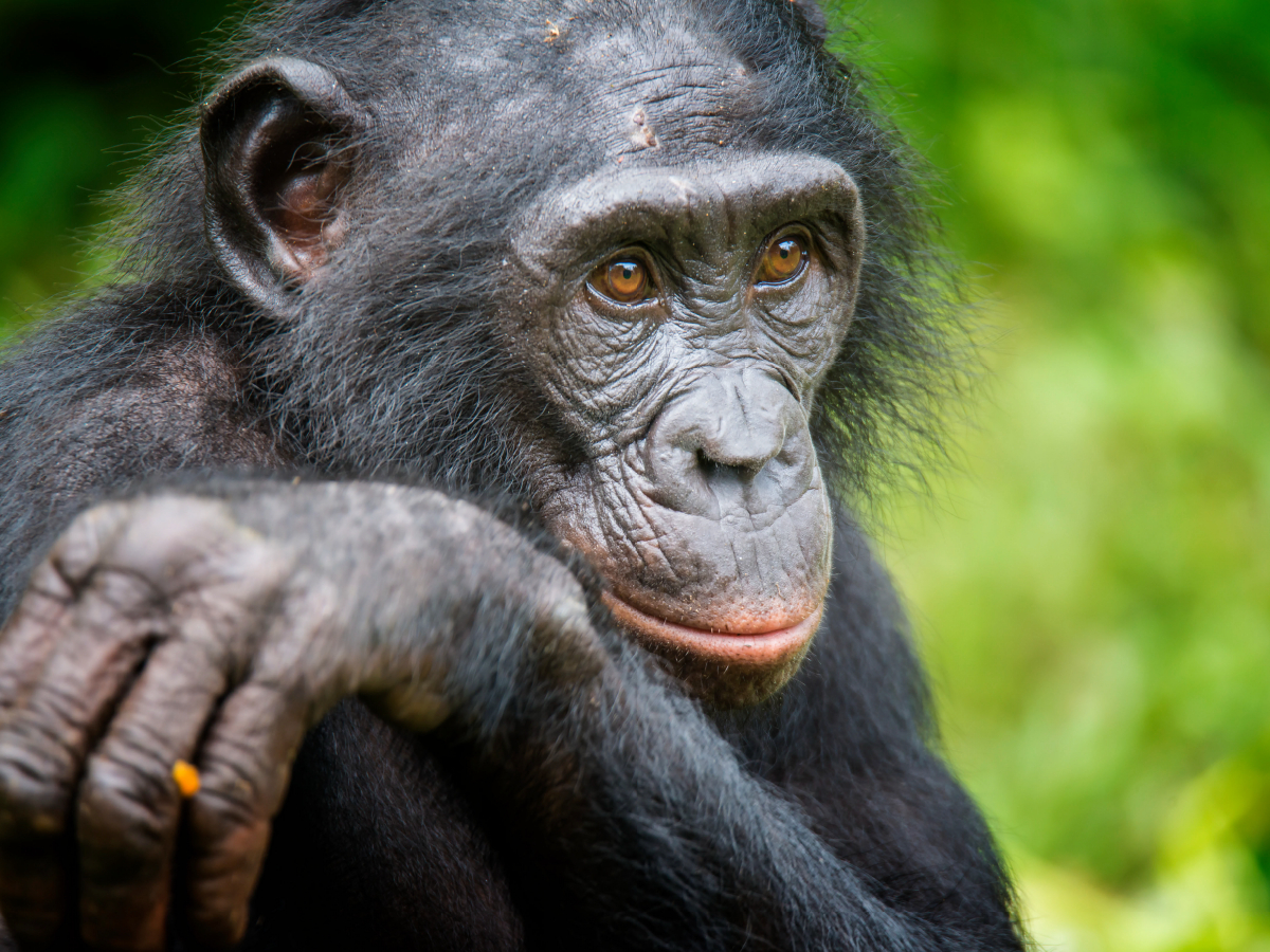 Bonobo (Pan paniscus), DR Kongo