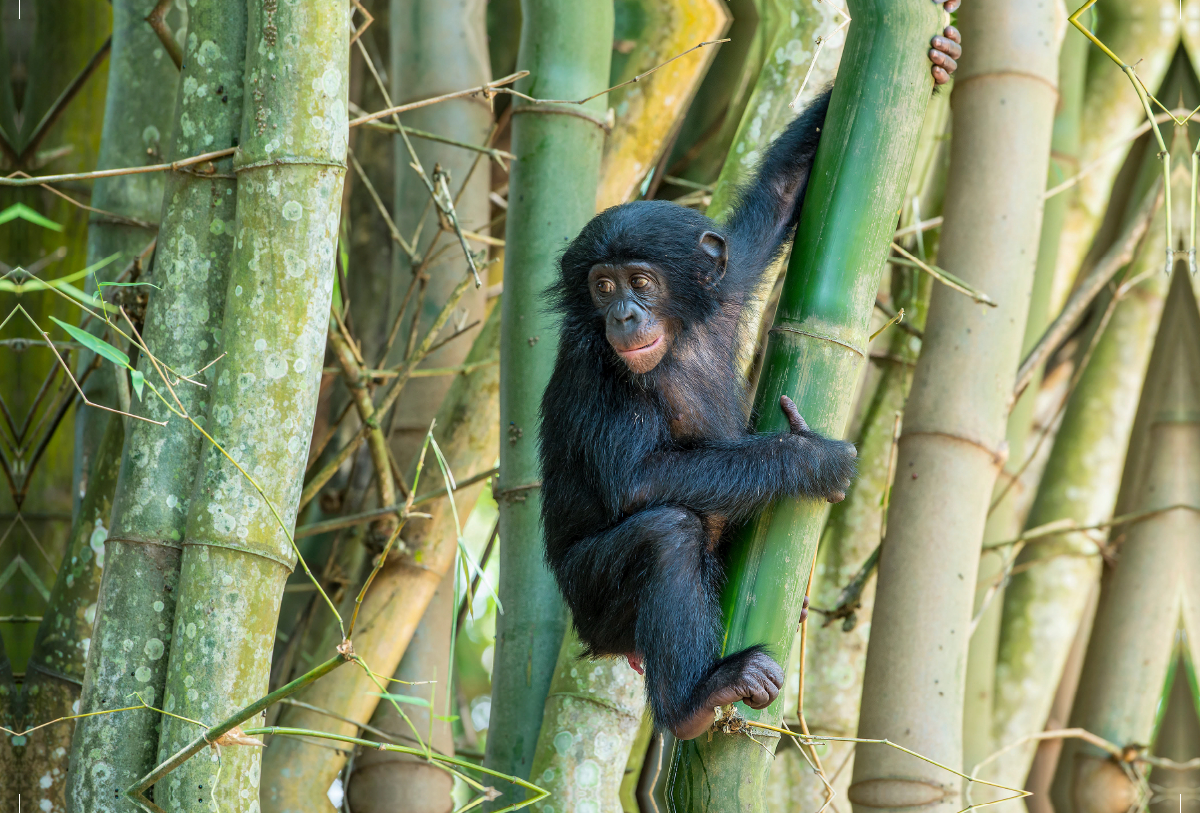 Junger Bonobo (Pan paniscus), DR Kongo