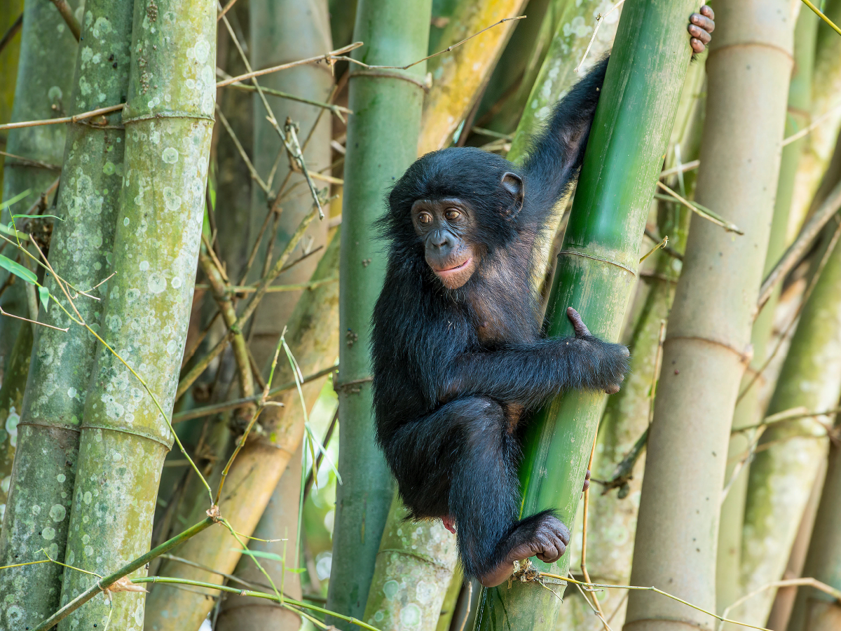 Junger Bonobo (Pan paniscus), DR Kongo