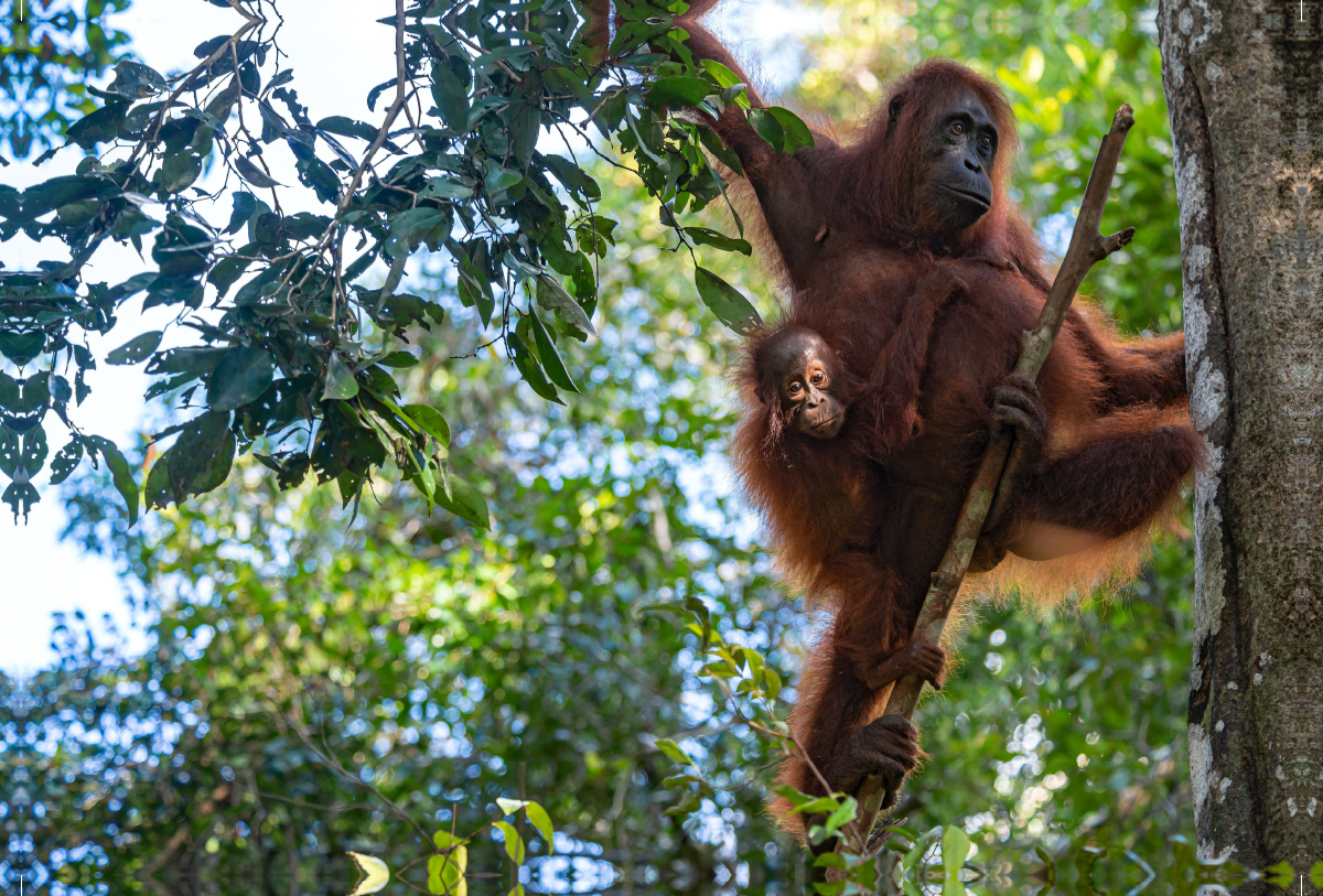 Orang-Utan Familie (Pongo pygmaeus), Borneo