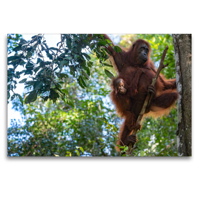 Orang-Utan Familie (Pongo pygmaeus), Borneo