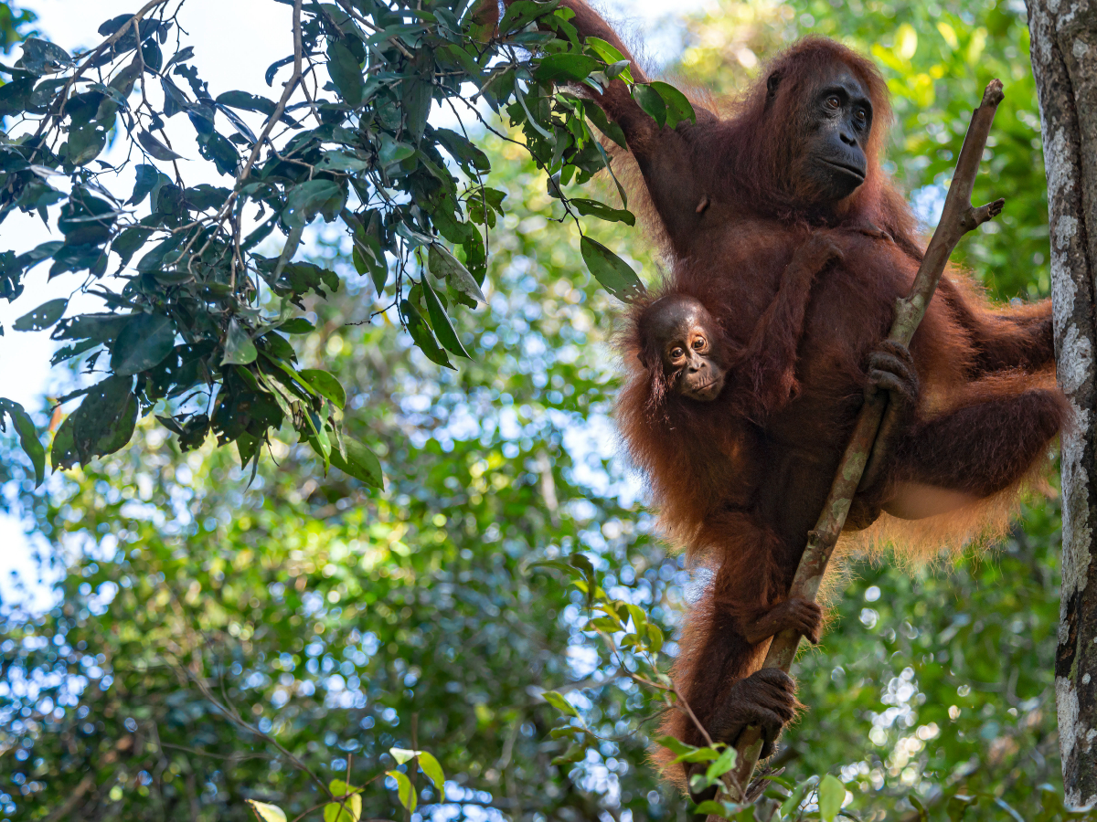 Orang-Utan Familie (Pongo pygmaeus), Borneo