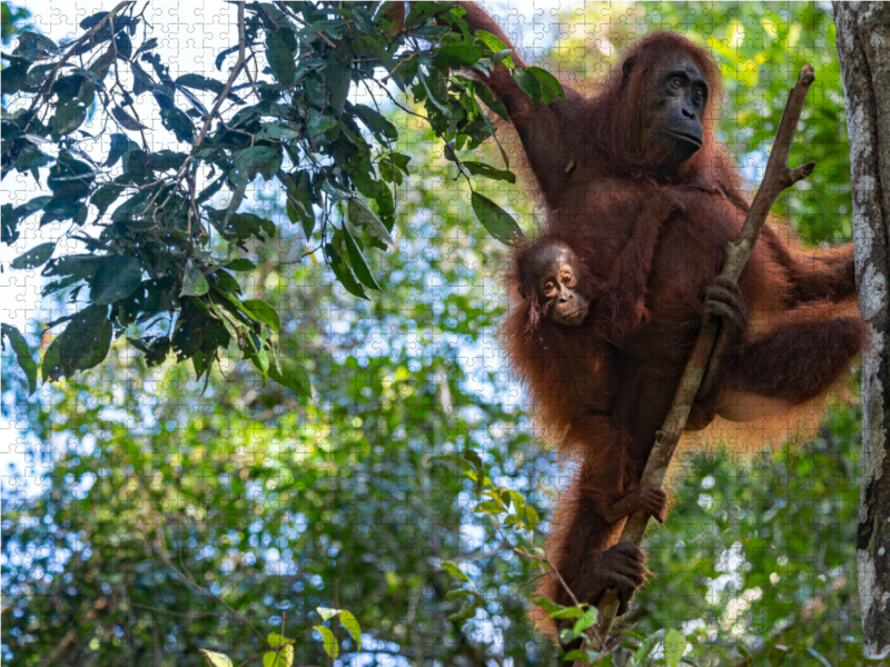 Orang-Utan Familie (Pongo pygmaeus), Borneo