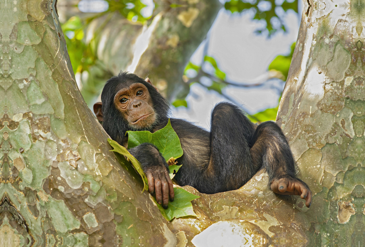 Junger Schimpanse (Pan troglodytes), Gombe/Tanzania