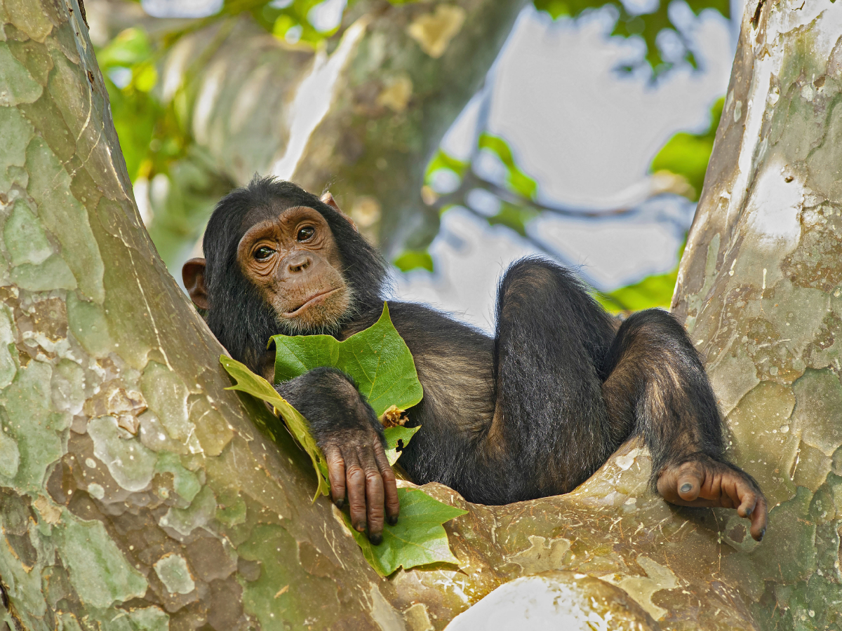 Junger Schimpanse (Pan troglodytes), Gombe/Tanzania