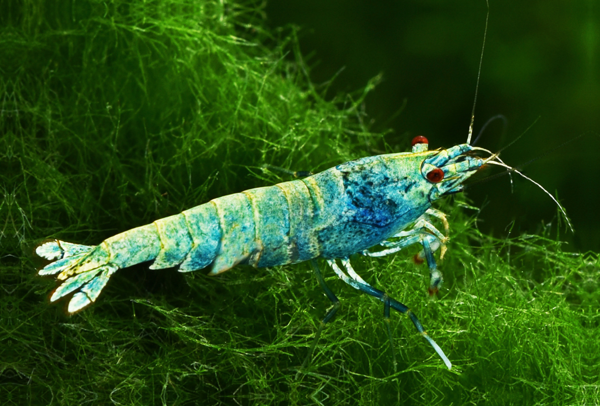 Caridina cantonensis - Blue Bolt