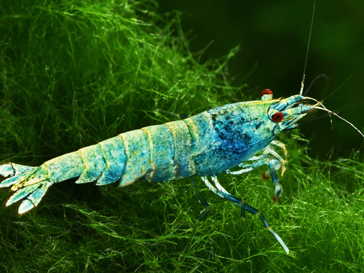 Caridina cantonensis - Blue Bolt