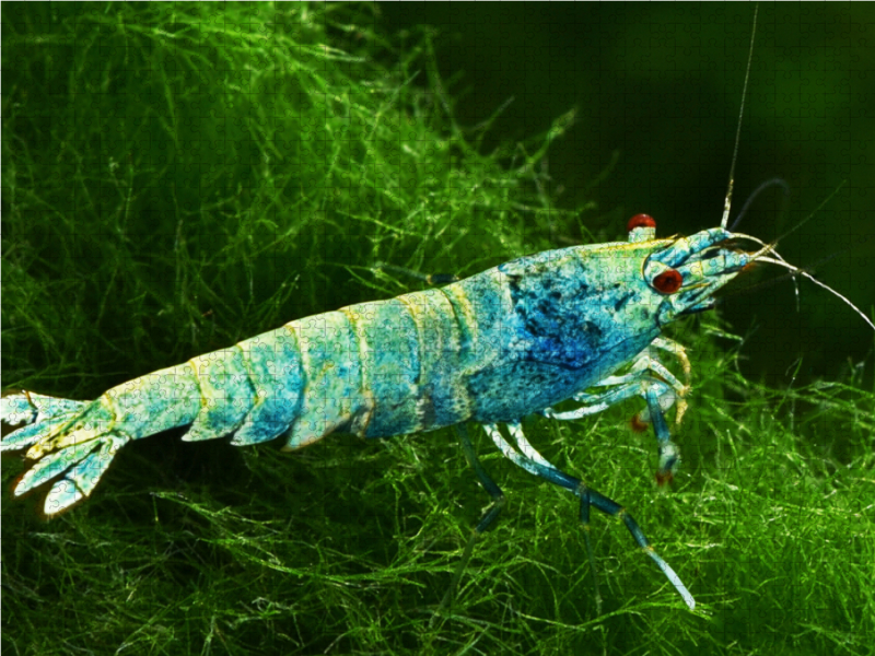 Caridina cantonensis - Blue Bolt