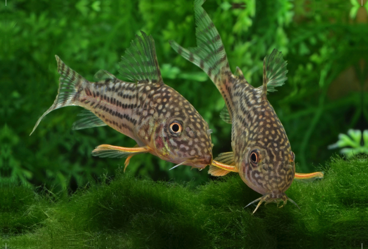 Corydoras sterbai  - Gelbflossen Panzerwels