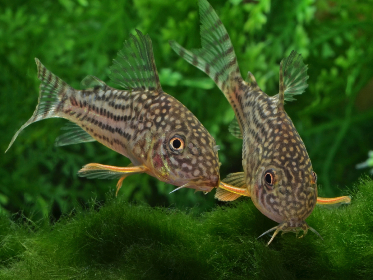 Corydoras sterbai  - Gelbflossen Panzerwels