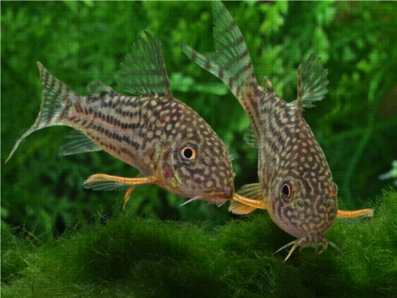 Corydoras sterbai  - Gelbflossen Panzerwels